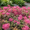 Orpin Fuldaglut, Sedum