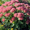 Orpin Herbstfreude, Sedum