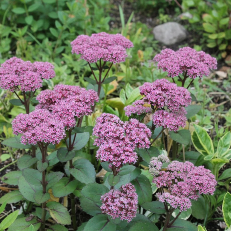 Orpin Joyce Henderson, Sedum