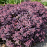 Orpin Oriental Dancer, Sedum