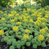 Orpin pachyclados, Sedum