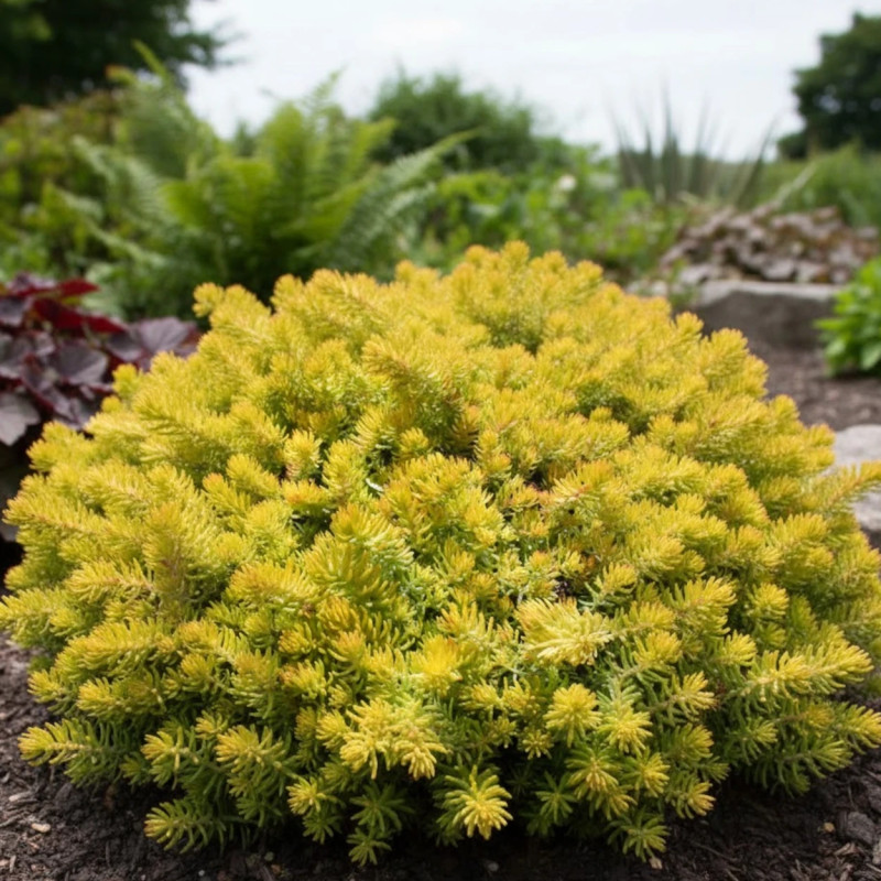 Orpin réfléchi Angelina, Sedum