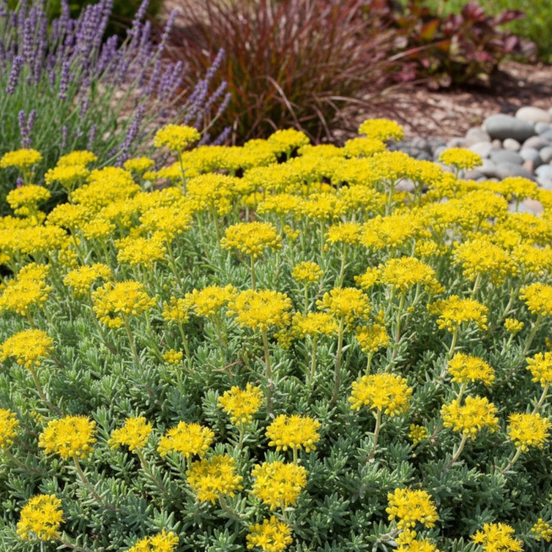 Orpin réfléchi Glaucum, Sedum