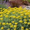 Orpin réfléchi Glaucum, Sedum