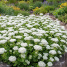 Orpin remarquable, Sedum