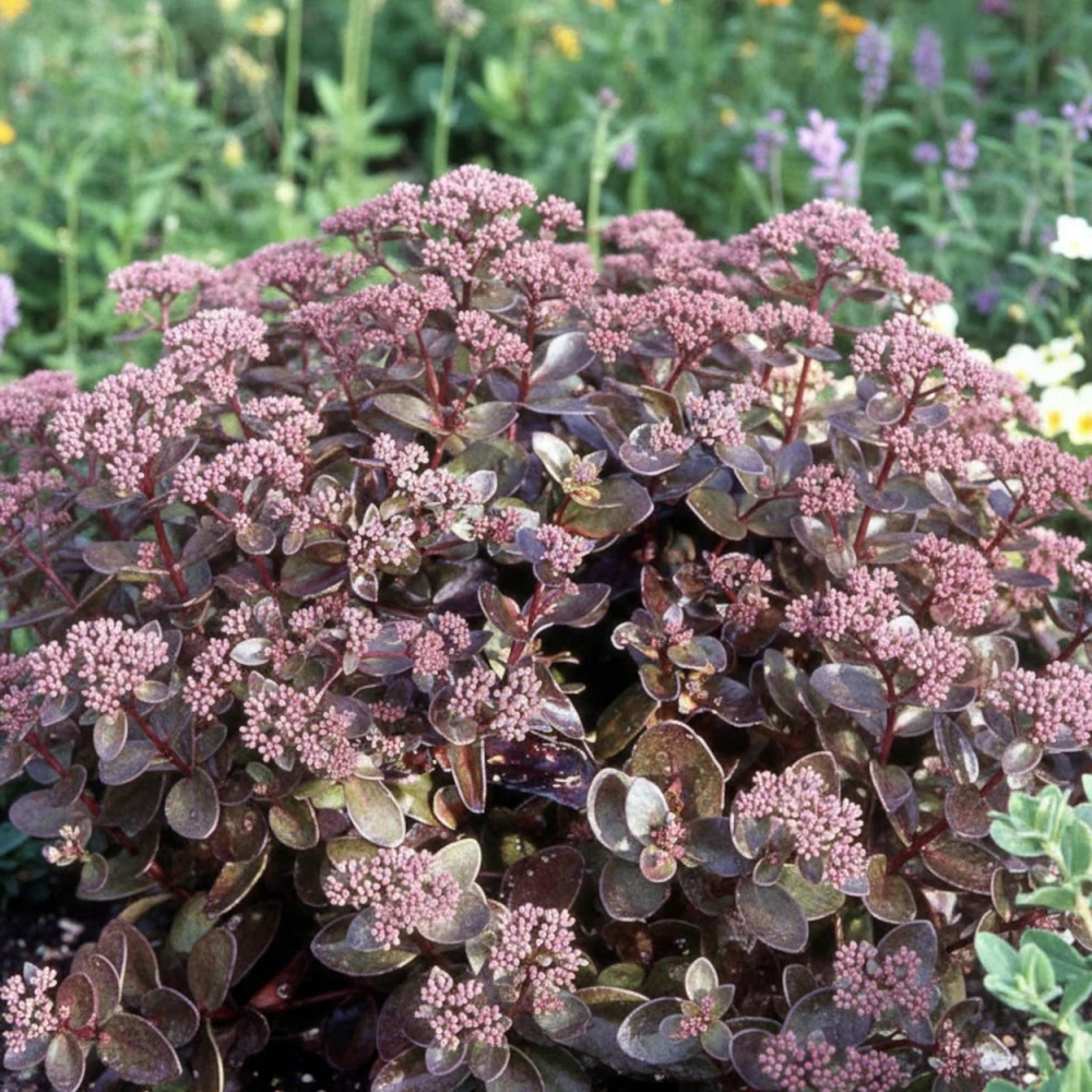 Orpin reprise Munstead Dark Red, Sedum