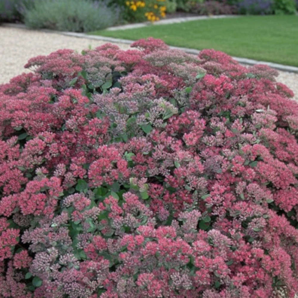 Orpin Robustum, Sedum Orpin Robustum, Sedum
