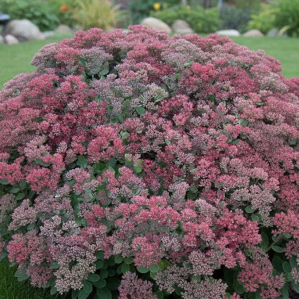 Orpin Robustum, Sedum Orpin Robustum, Sedum