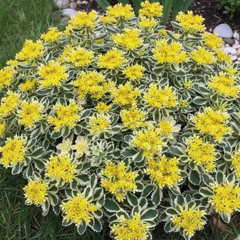 Orpin takesimense, Sedum