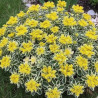 Orpin takesimense, Sedum