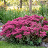 Orpin Thunderhead, Sedum
