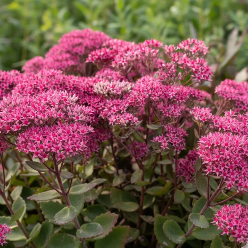 Orpin Thunderhead, Sedum