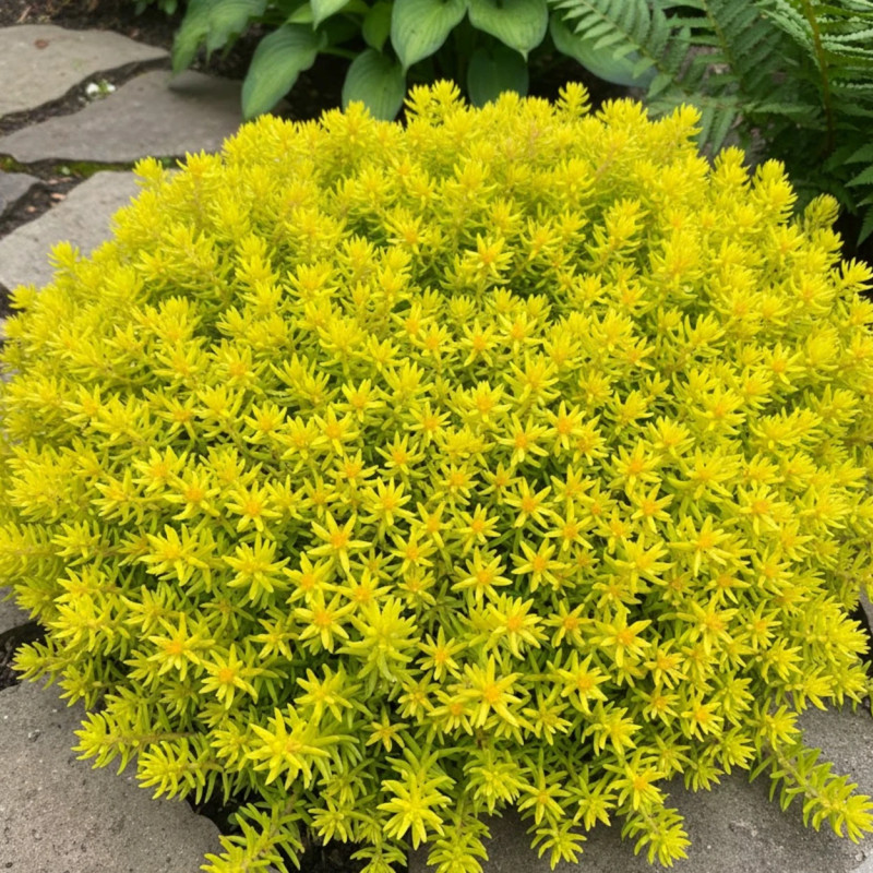 Orpin Yellow Bouquet, Sedum