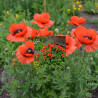 Pavot orientale Beauty of Livermere