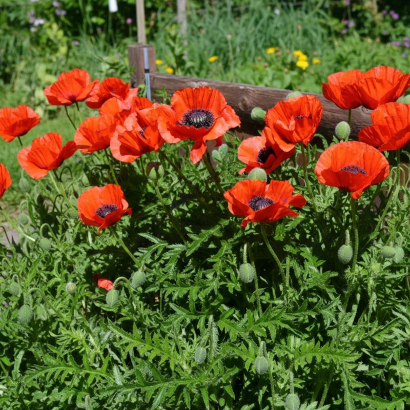 Pavot orientale Beauty of Livermere