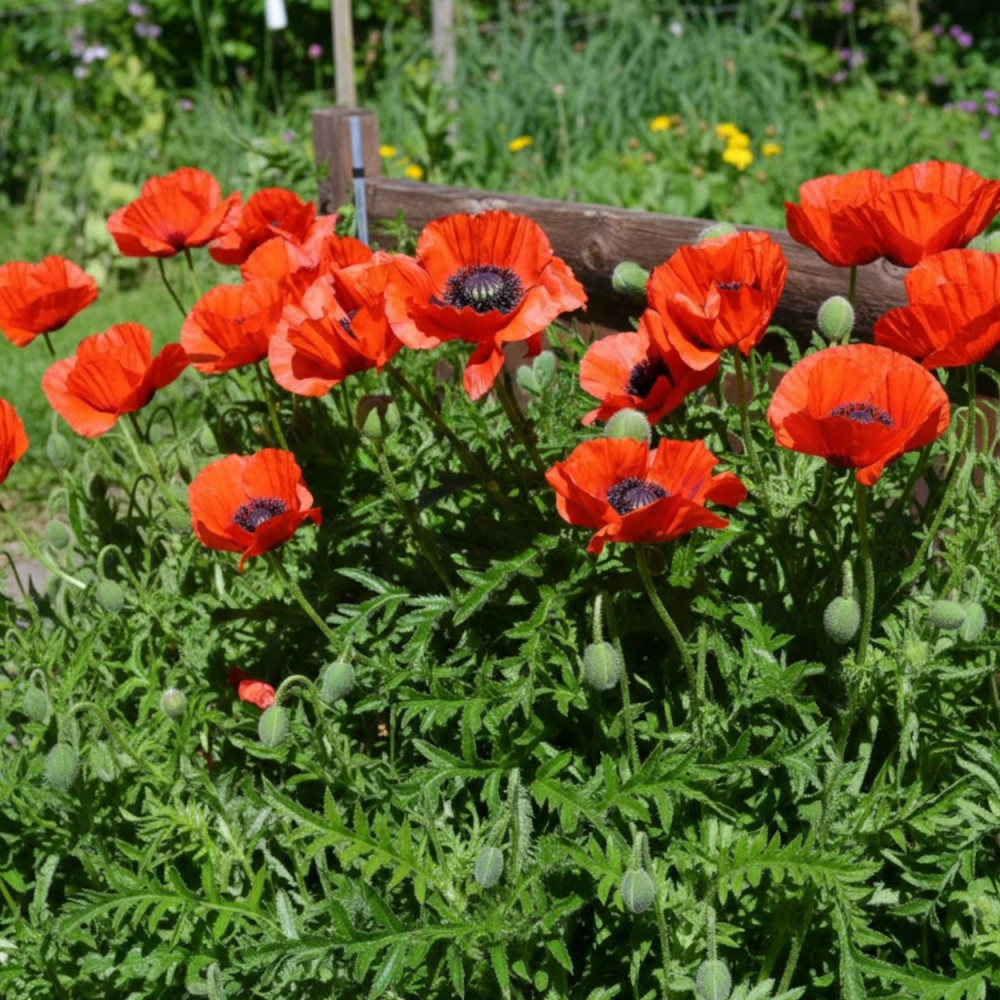 Pavot orientale Beauty of Livermere
