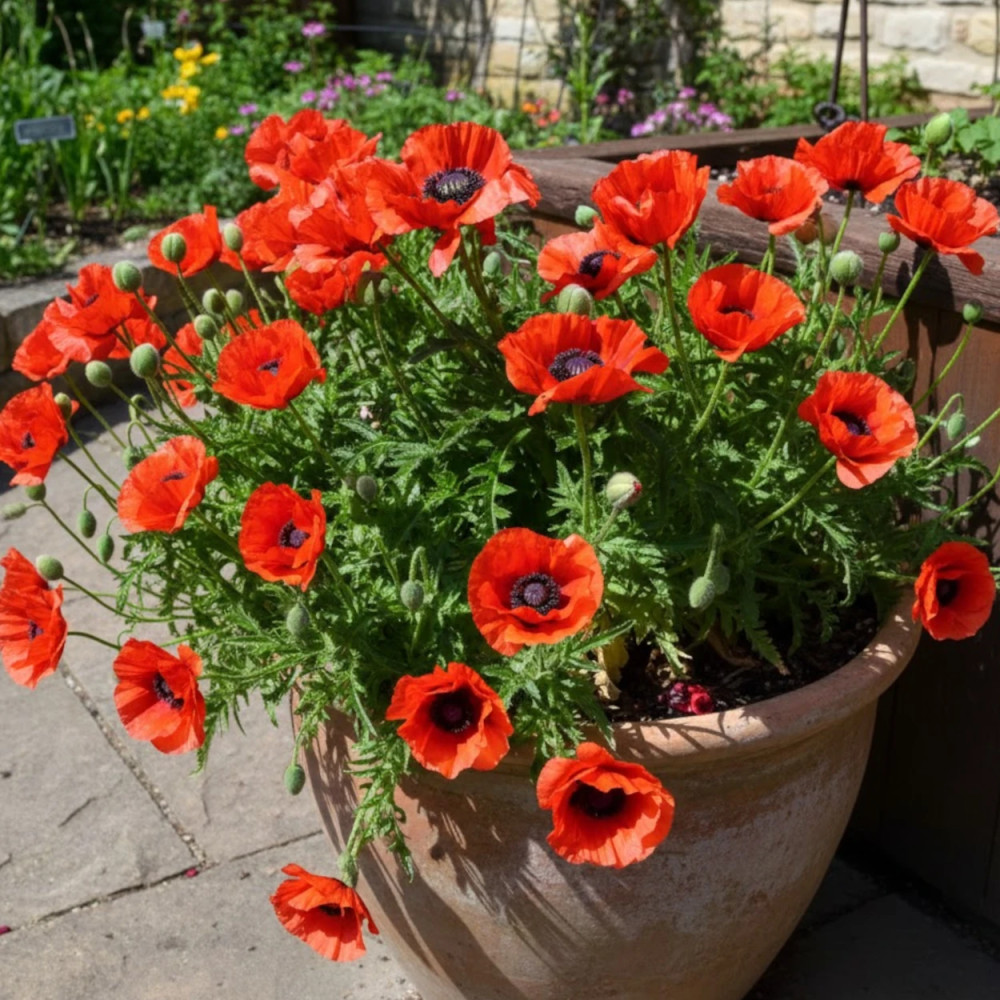 Pavot orientale Beauty of Livermere