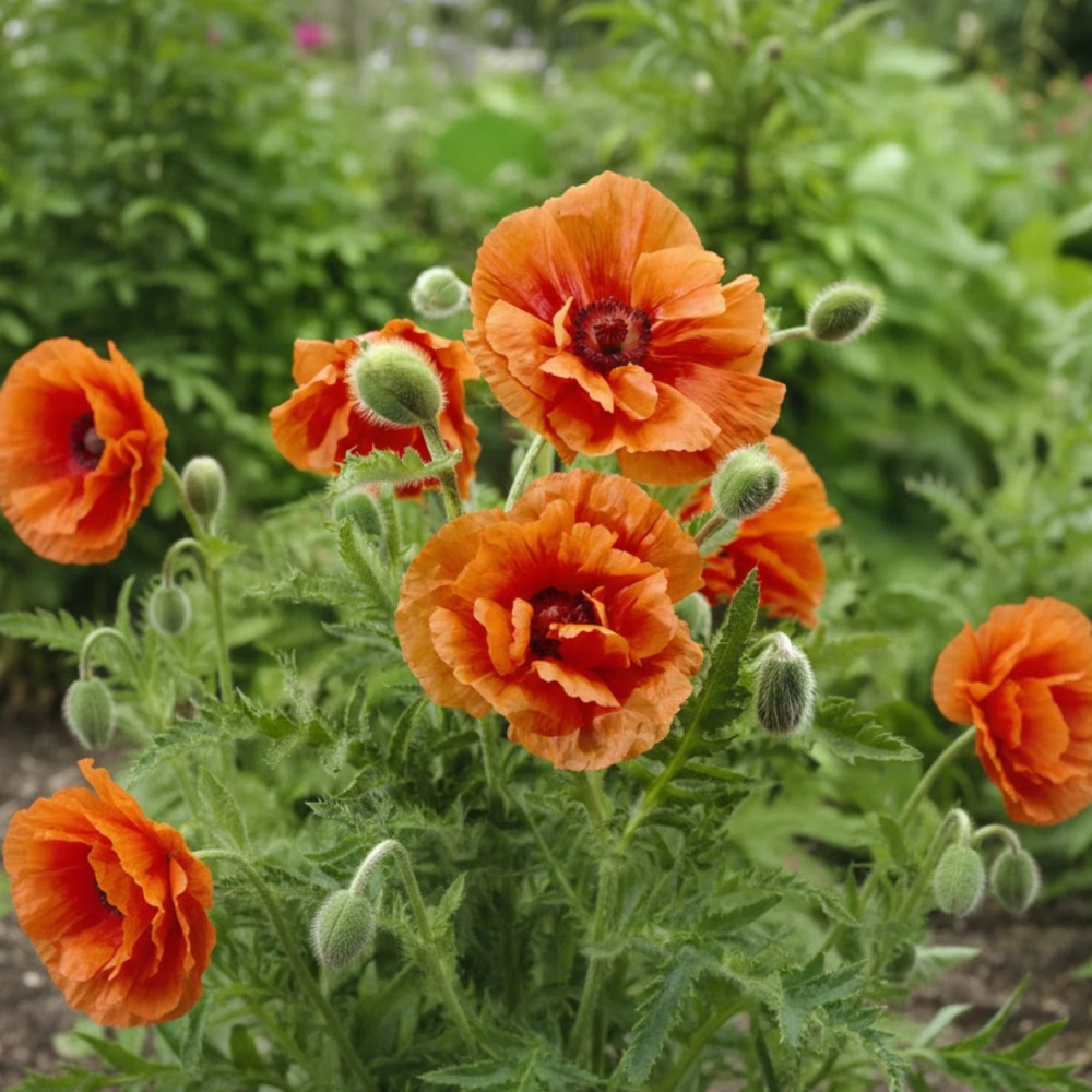 Pavot orientale Harvest Moon