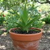 Panicaut à feuille d\'Agave