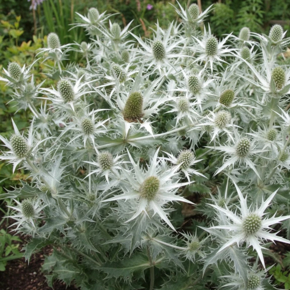 Panicaut géant Silver Ghost