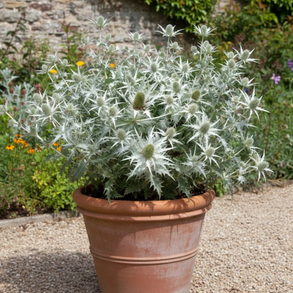 Panicaut géant Silver Ghost