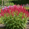 Persicaire Dark Red