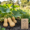 Graines de Courge Butternut Waltham Butternut - Sans traitement - Vilmorin