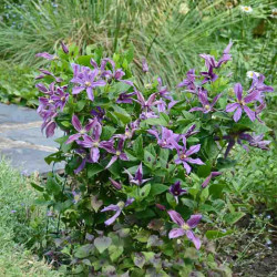 Clématite integrifolia SAPHYRA® Estrella 'Cleminov27'