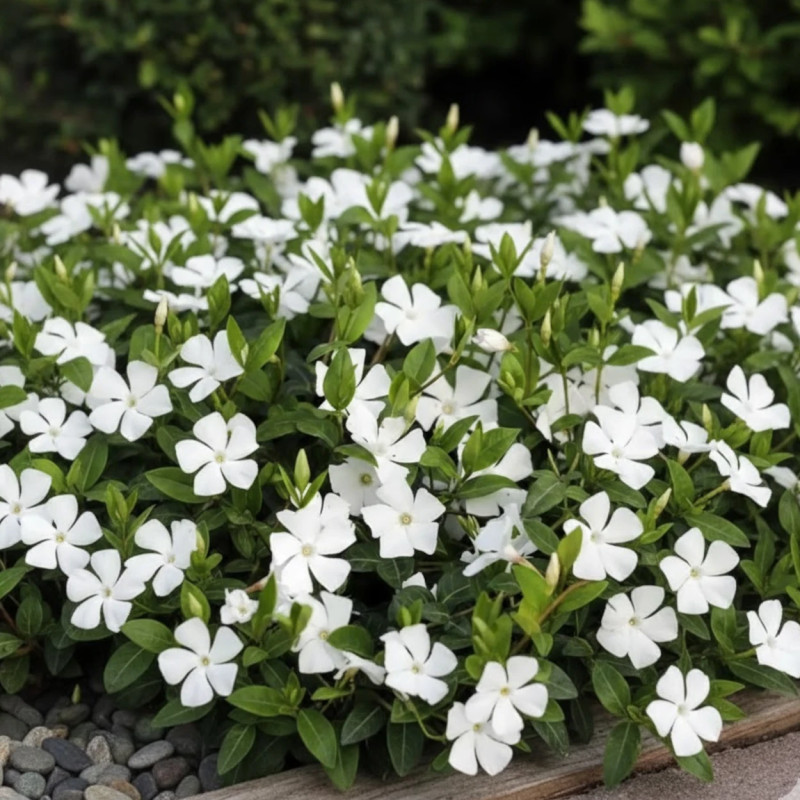 Pervenche blanche