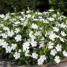 Pervenche blanche