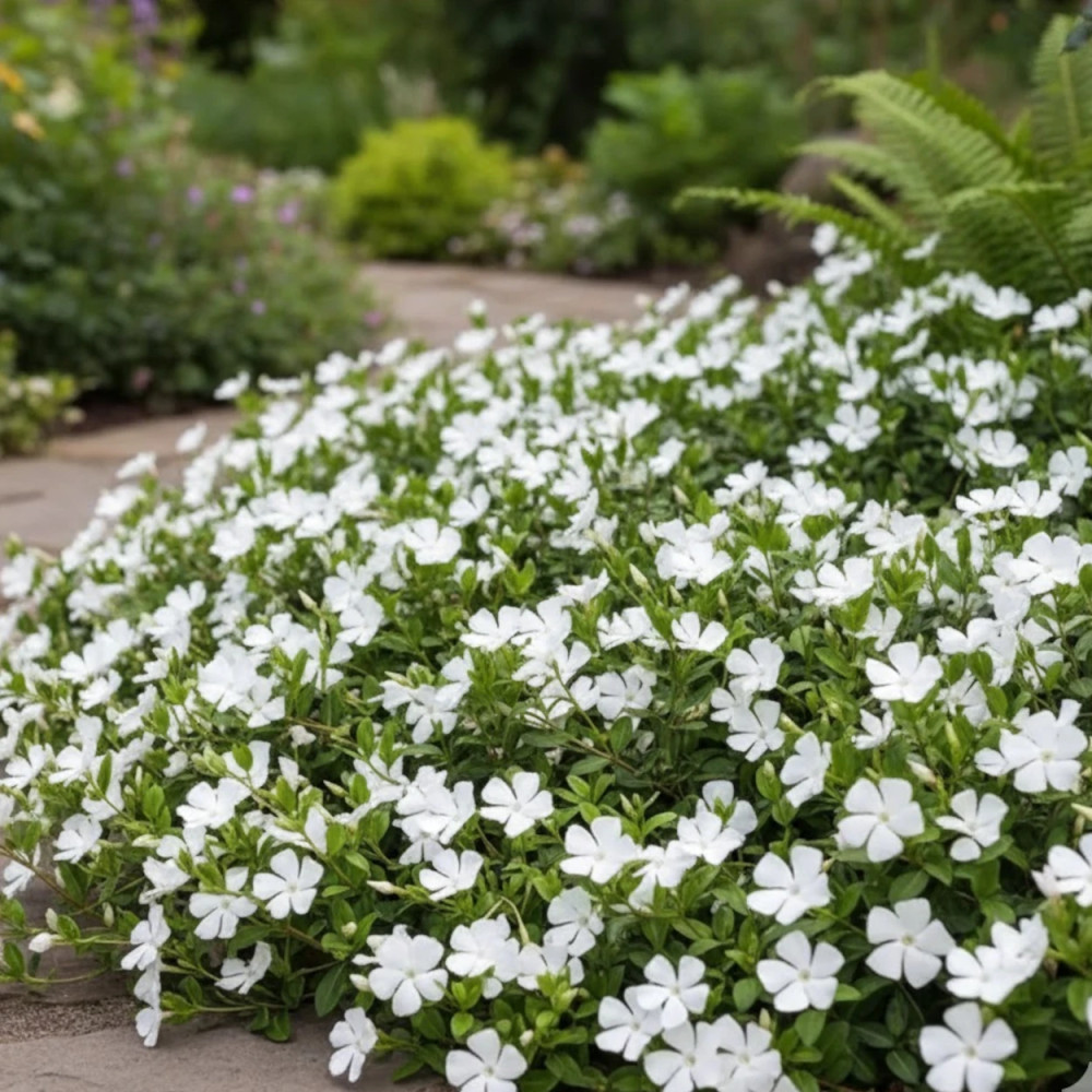 Pervenche blanche
