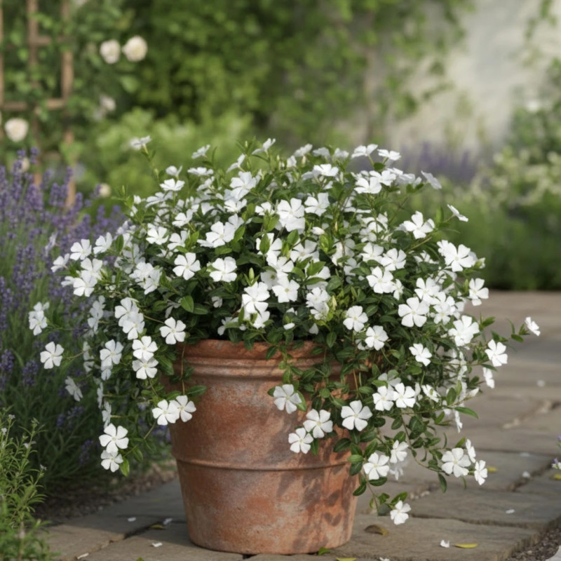 Pervenche blanche