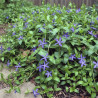 Pervenche major ssp. hirsuta