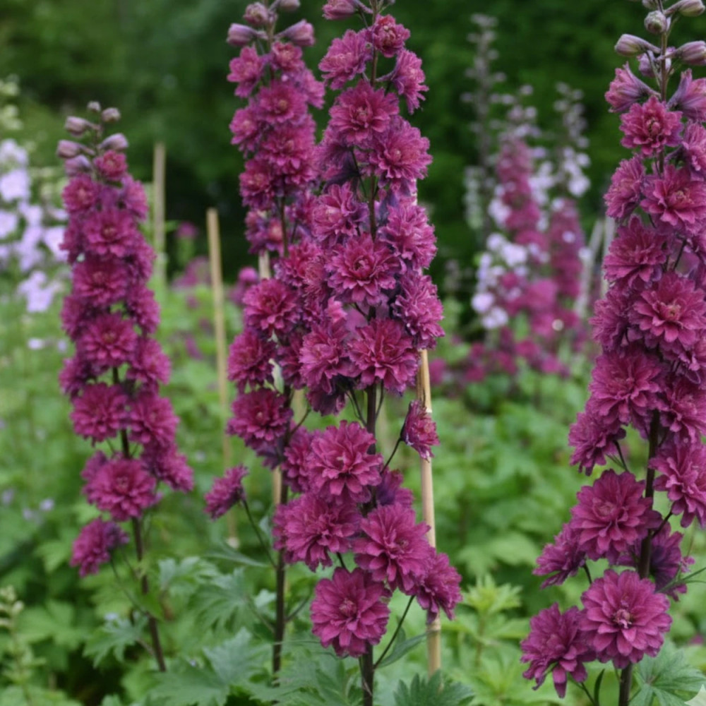 Pied-d'alouette Flamenco®, Delphinium