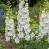 Pied-d\'alouette Galahad, Delphinium