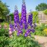 Pied-d\'alouette King Arthur, Delphinium