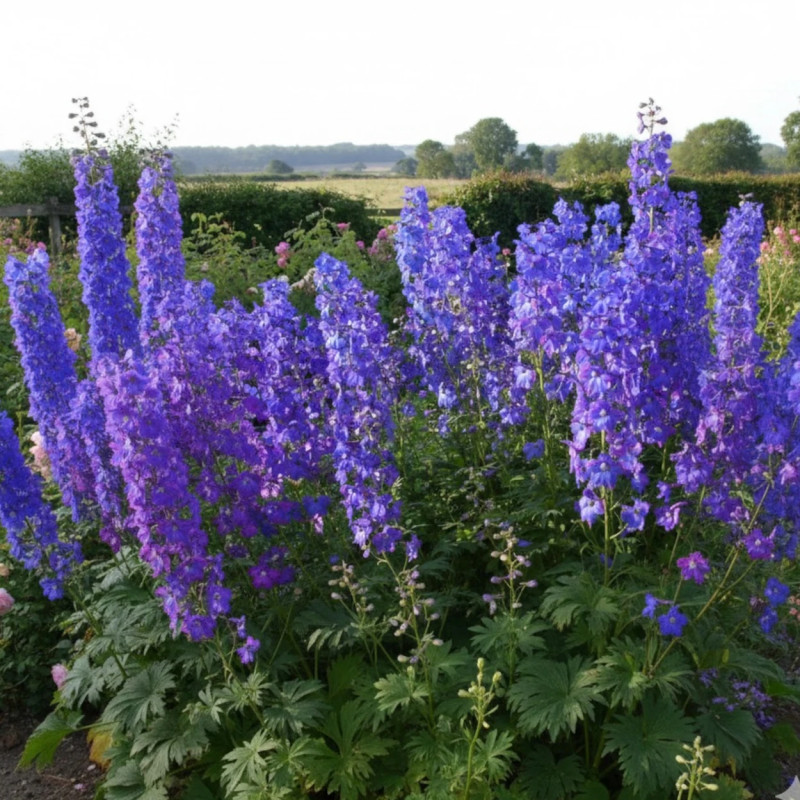 Pied-d'alouette Piccolo, Delphinium