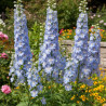 Pied-d\'alouette Summer Skies, Delphinium