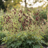 Sanguisorba - Pimprenelle Crimson Queen