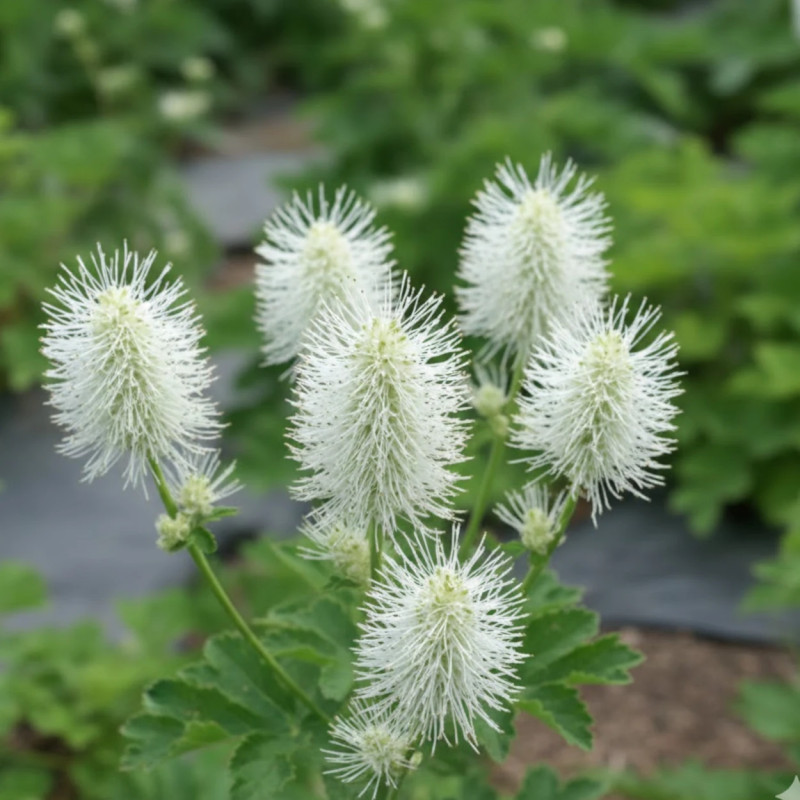 Sanguisorba - Pimprenelle du Japon Blanche