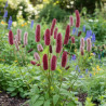 Sanguisorba - Pimprenelle menziesii