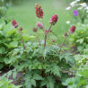 Sanguisorba - Pimprenelle minor
