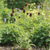 Sanguisorba - Pimprenelle officinale