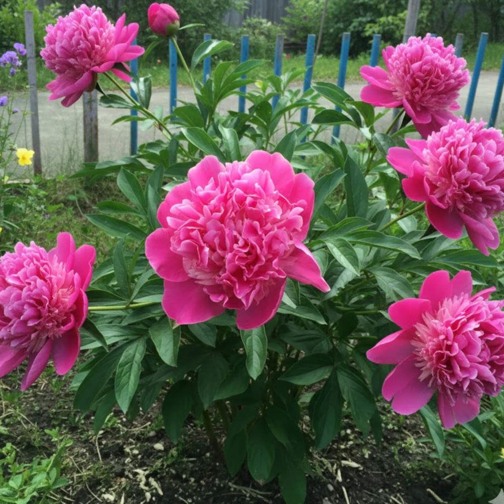 Pivoine herbacée Amabilis