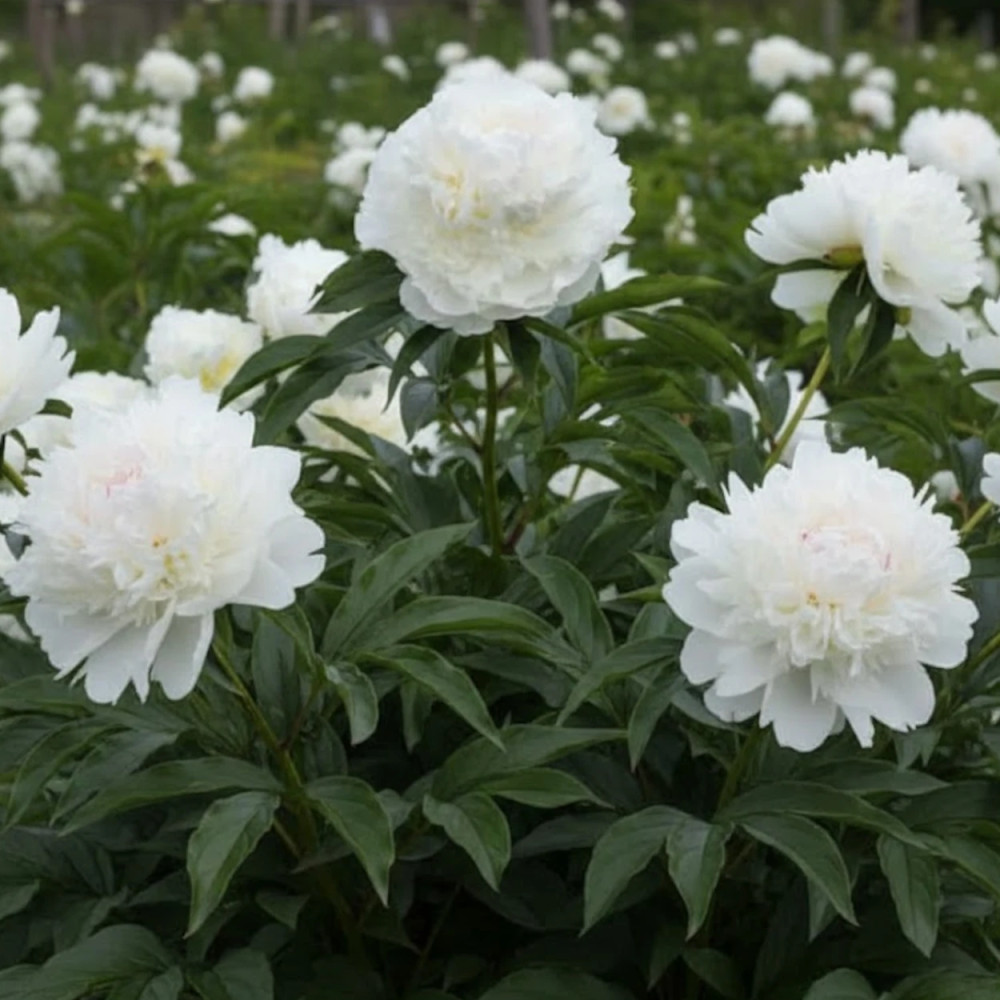 Pivoine herbacée Blush Queen