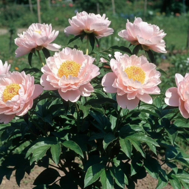Pivoine herbacée Chalice