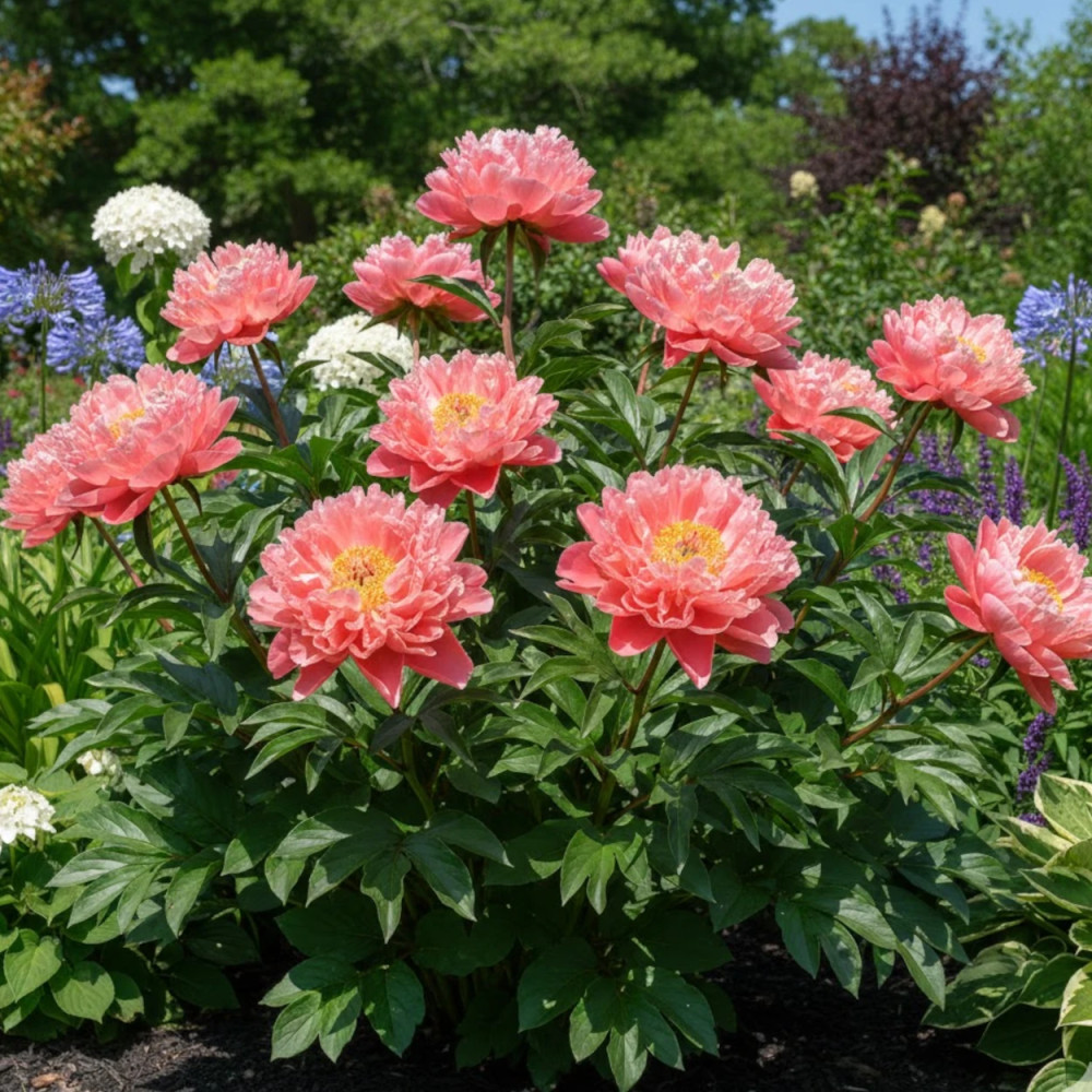 Pivoine herbacée Coral Charm