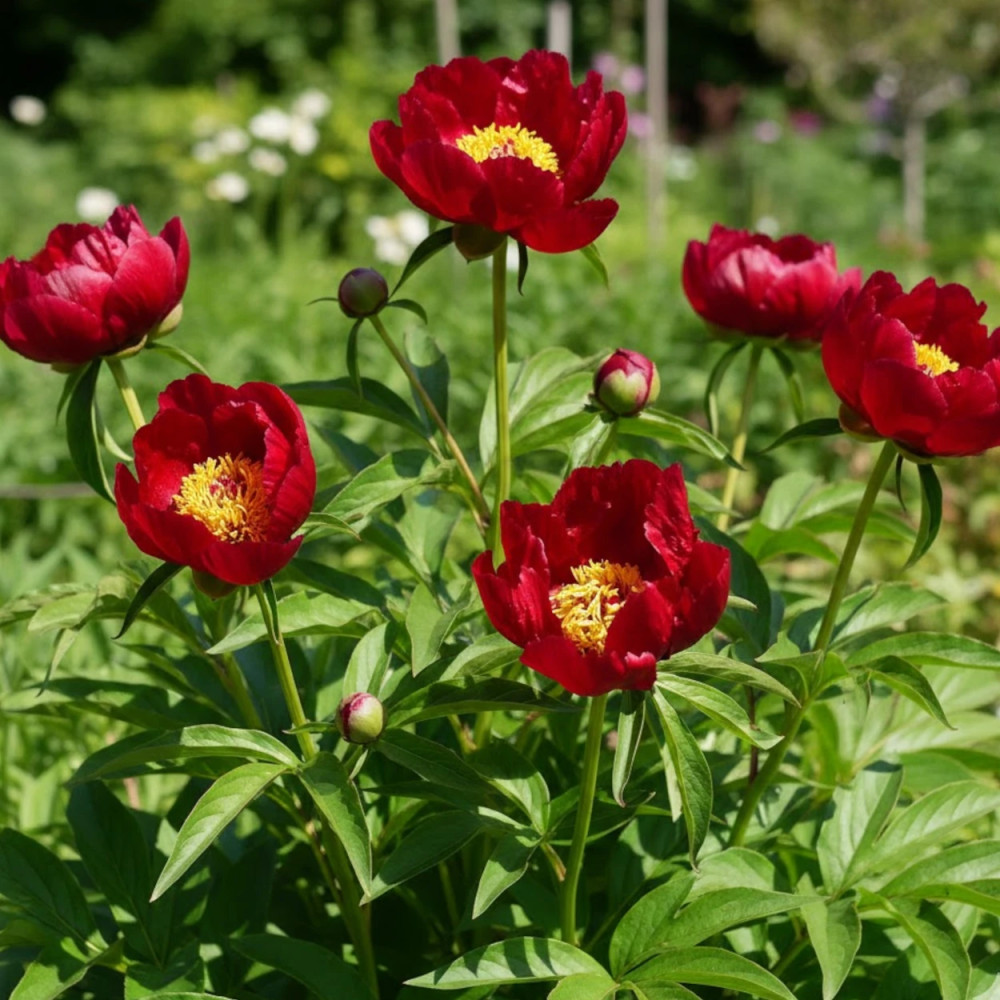 Pivoine herbacée Early Scout