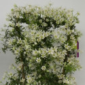 Clématite cartmanii Tai Yang™ 'Evipo045'