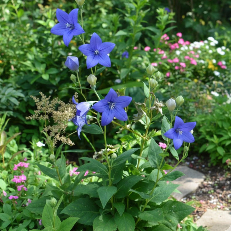 Platycodon bleu Mariesii